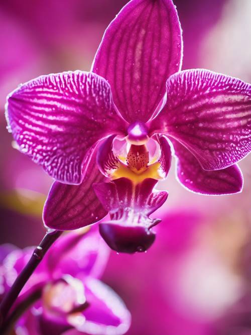 Eine intensive Nahaufnahme einer magentafarbenen Orchidee, deren Blütenblätter taubenetzt sind und im sanften Sonnenlicht schimmern.
