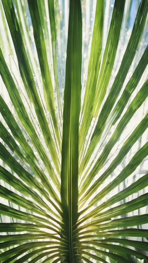 햇볕이 잘 드는 열대 온실에 있는 부채꼴 야자 잎의 기하학적으로 아름답고 대칭적으로 펼쳐진 잎입니다.