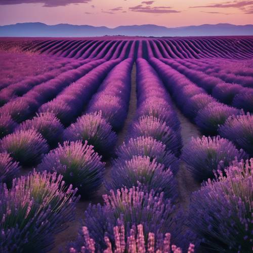 Ladang lavender geometris yang membentang hingga cakrawala di bawah langit malam penuh bintang.