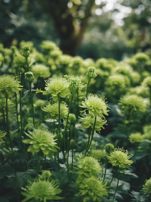 Un jardín botánico lleno de una variedad de flores de color verde vibrante.