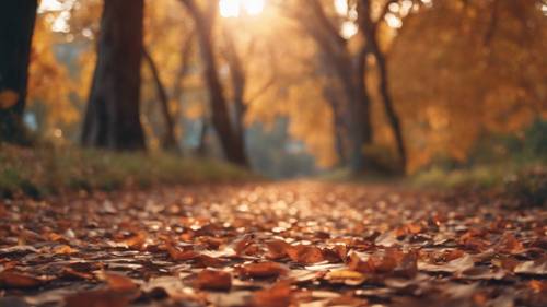 Ein ruhiger Sonnenuntergang auf einem Wanderweg im Herbst, mit einem erfrischenden Zitat, das in die gefallenen Blätter eingraviert ist.