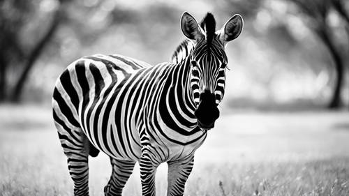 Seekor zebra menampilkan garis-garis hitam putihnya yang mencolok di dunia monokrom.