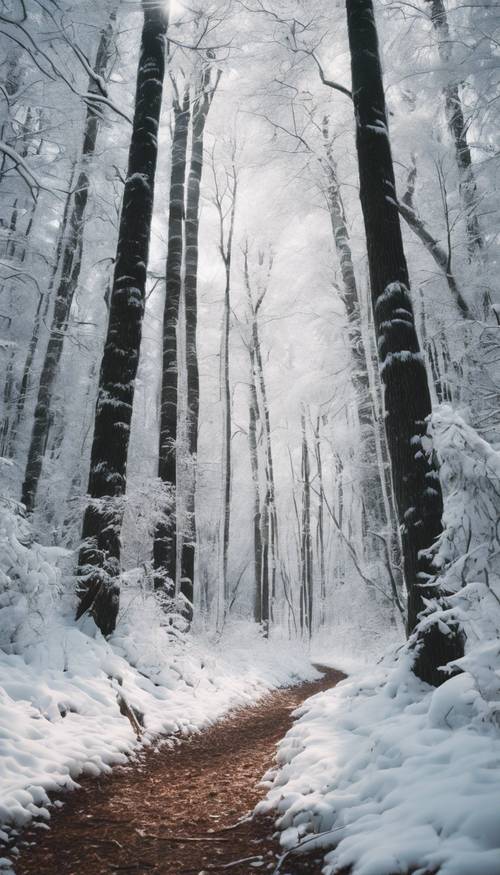 A dense forest with towering trees entirely covered in white snow. Tapet [c0ce77e04c114283b1ff]