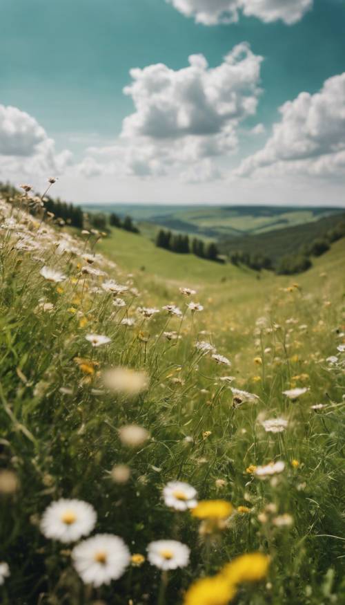 Ein sonniger Nachmittag auf einem üppig grünen Hügel mit Wildblumen in voller Blüte.