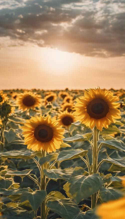 Um campo de girassol recém-florido sob o pôr do sol dourado.