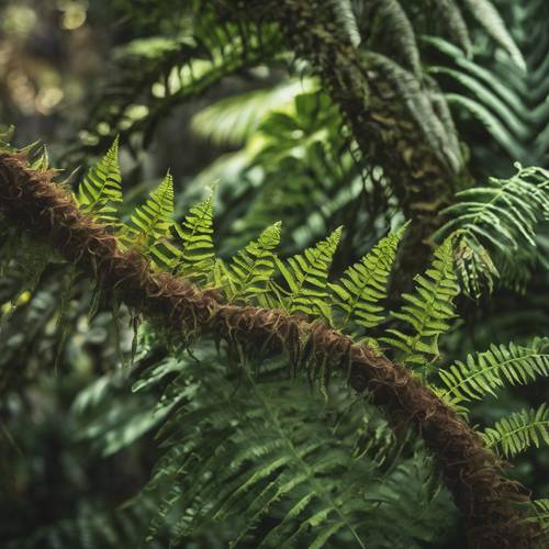Close-up of a Koa tree, endemic and iconic to the Hawaiian islands, with curled fern fronds in the foreground. Tapet [50749605756f44b9bb64]