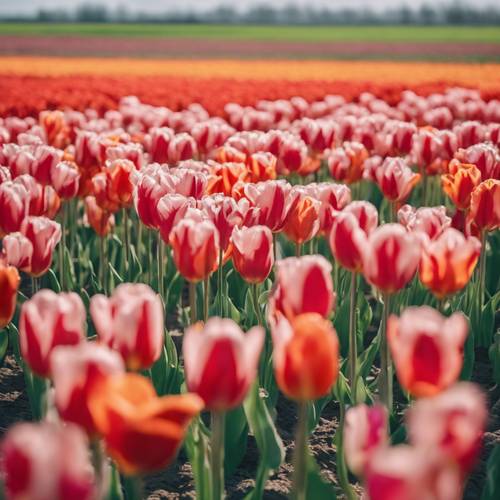 A vivid Danish tulip field under a clear sky, with blooms in various shades of pastel colors. ផ្ទាំង​រូបភាព [5b755140f095473ab091]
