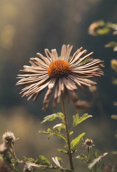 A single brown aster blooming in the foreground with a blurry forest background. Tapet [a7e66dbdb30648e9a7d5]