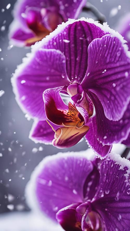 鲜艳的紫色兰花与雪花背景形成鲜明对比。