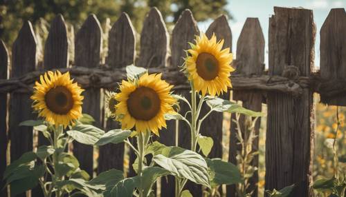 Rustikale Szene mit Sonnenblumen, die fröhlich neben einem alten Holzzaun wachsen.