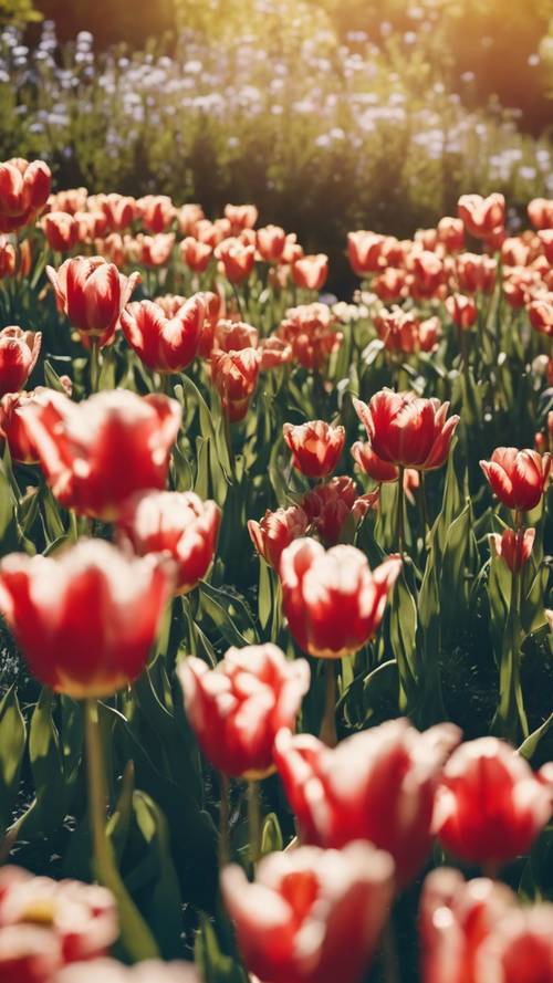 Una escena de jardín llena de tulipanes y margaritas bajo un cielo azul sin nubes por la tarde.