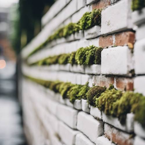 A soft focus view of a white brick wall with moss growing on it.