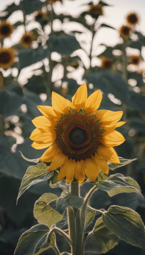 Eine Nahaufnahme einer Sonnenblume, die die komplizierten Details der gelben Blütenblätter und ihrer kreisförmigen Muster zeigt.
