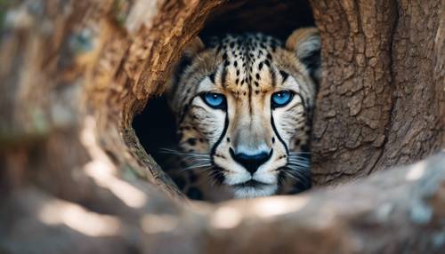 Blauer Gepard, der in einer riesigen Baumhöhle eingeklemmt ist und neugierig herausschaut.