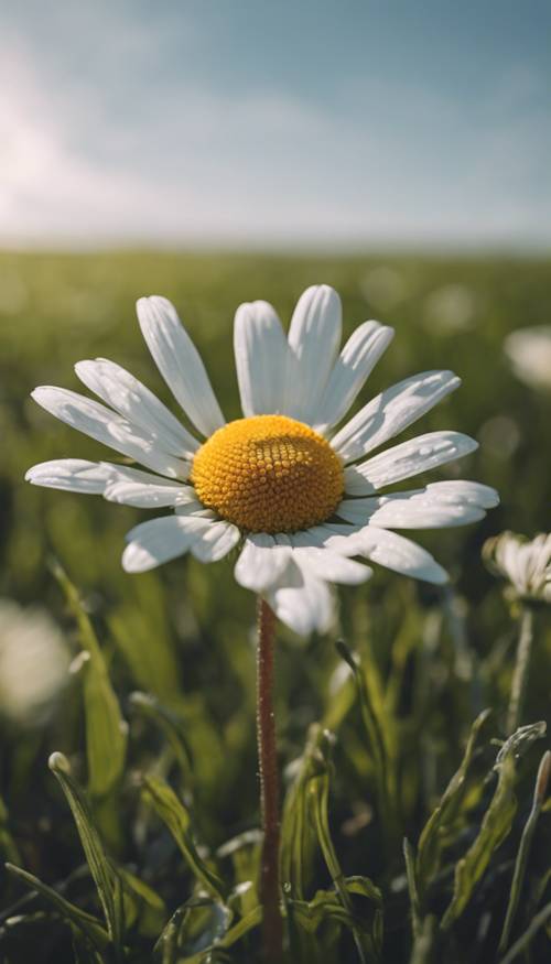 Um close de uma margarida no meio de um campo gramado, com o céu sem nuvens acima sugerindo a primavera.