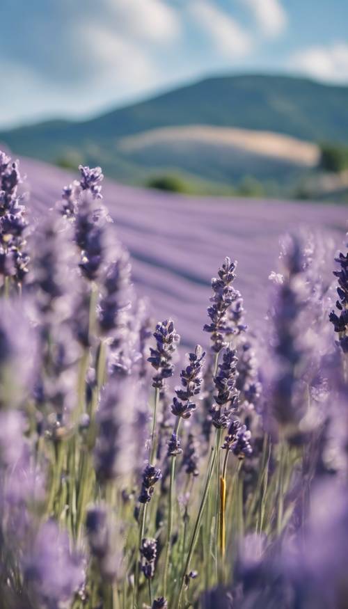 Hamparan bunga lavender di bawah langit Provence yang cerah.