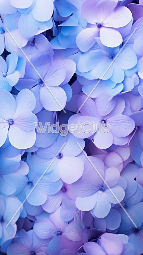 Güzel Mavi ve Mor Ortanca Çiçekleri