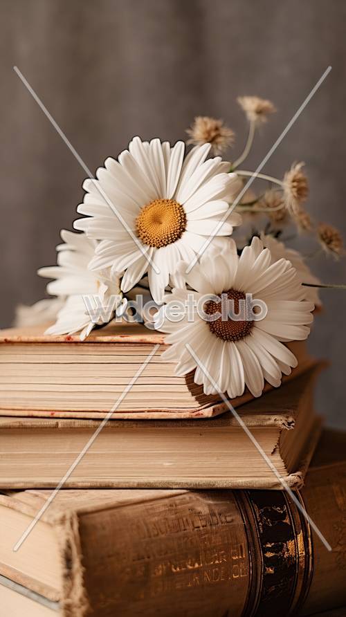 Gänseblümchen auf alten Bücher-Hintergrund