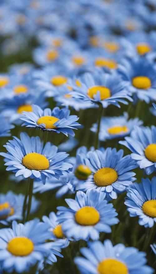 空にエレガントに浮かぶ青いデージーの花束