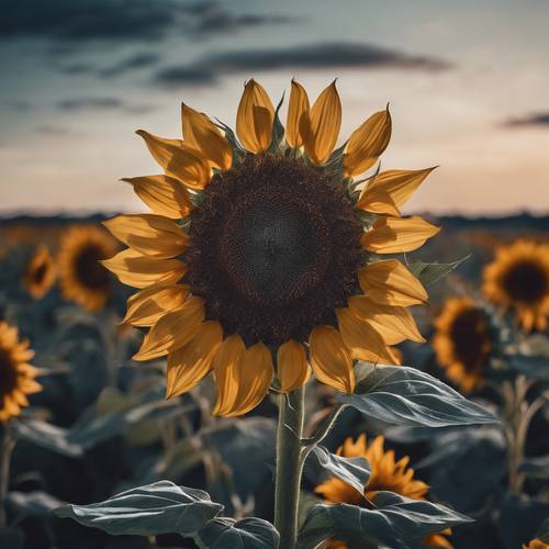 Sunflower with boho print petals against the moonlit sky. Tapet [fe77198c9e0343569c7c]