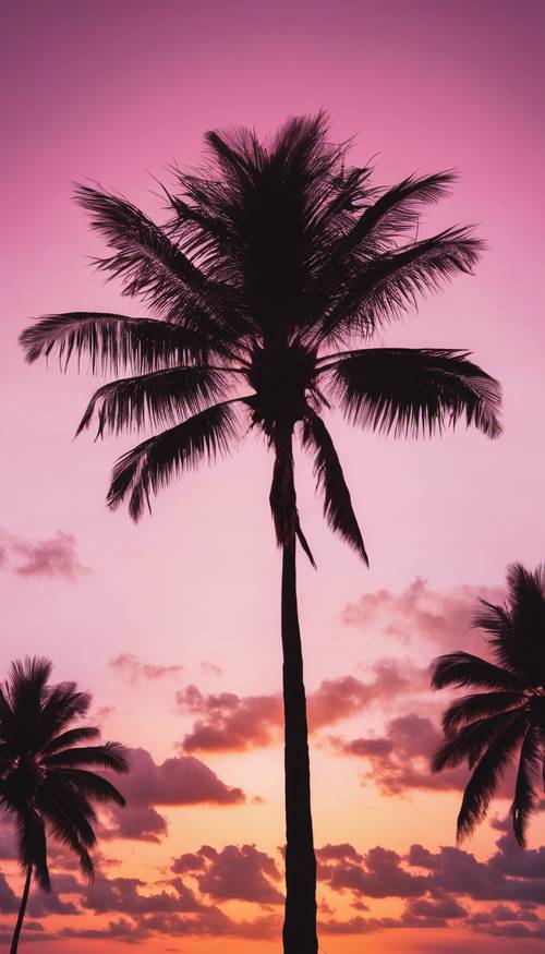 粉紅色、橙色和黃色色調的充滿活力的日落映襯下一棵棕櫚樹的剪影。