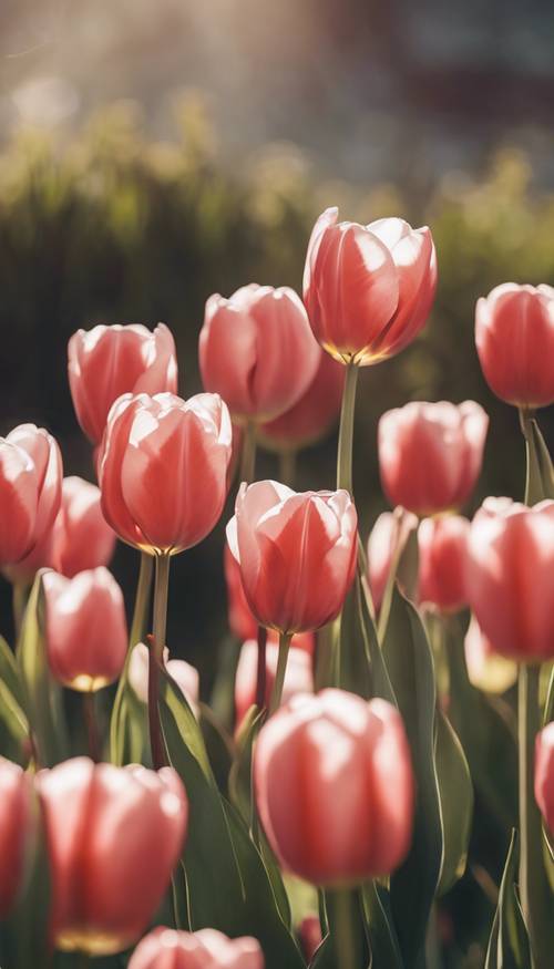 Gambar close-up bunga tulip merah muda bermandikan cahaya pagi yang lembut.