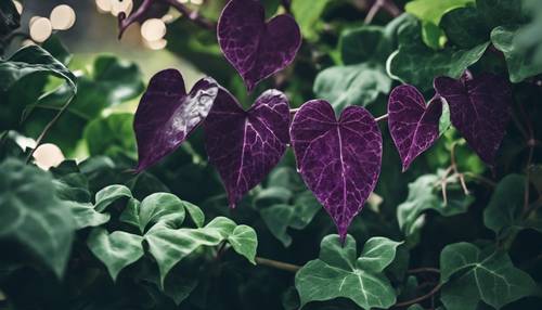 A cluster of dark purple heart-shaped leaves on a lush green ivy vine.