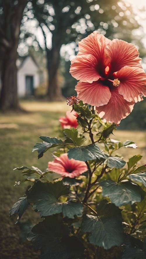 A majestic hibiscus tree standing alone in the backyard of an old, rustic house.