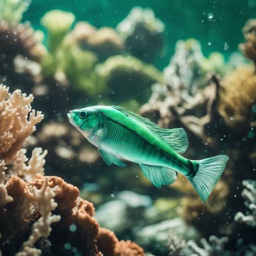 Parıldayan yeşil ve gümüş renkli balıklar mercan resiflerinin arasından hızla geçiyor.