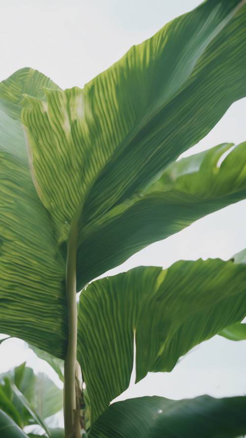 An exotic tropical banana leaf, swaying in a soft breeze.