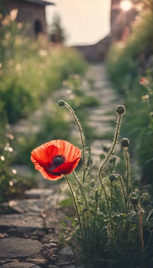 A single, dew-kissed red poppy growing wild near an old cobblestone path.