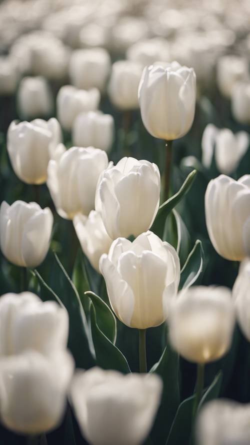 Eleganti tulipani bianchi che sbocciano sotto la dolce luce della luna.