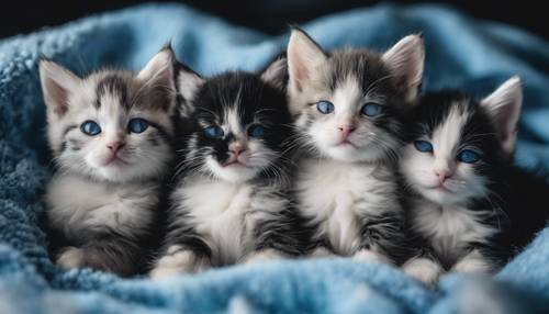 Vários gatinhos pretos e brancos cochilando aconchegados em um grande cobertor azul em uma noite de inverno.