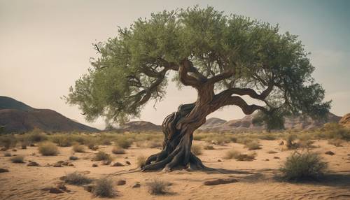 Sękate zielone drzewo w pustynnym krajobrazie, stojące wysoko pomimo próby czasu.