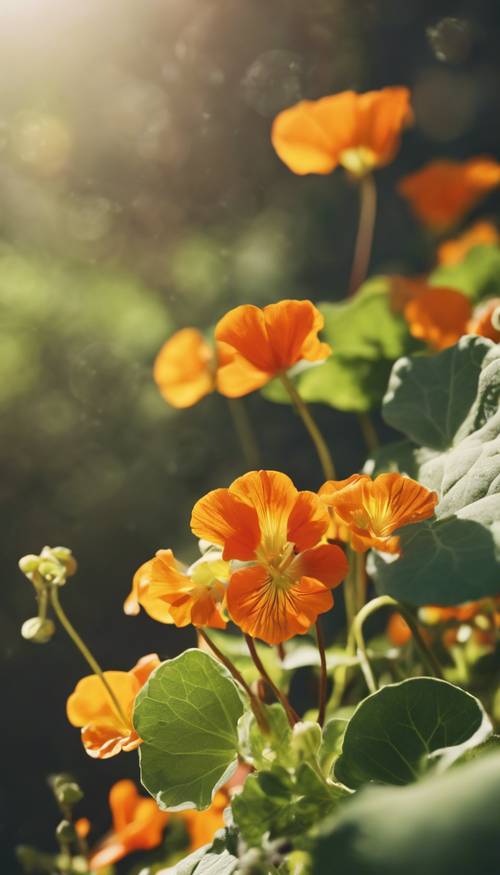 밝은 여름 햇빛 아래 피어나는 한 다발의 나스터튬 꽃입니다.