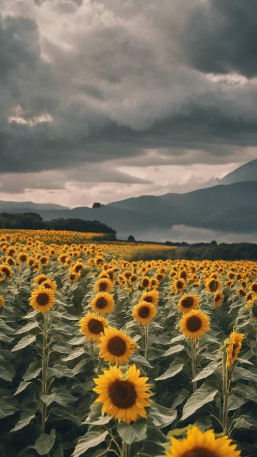 A vibrant sunflower field with overcast sky.