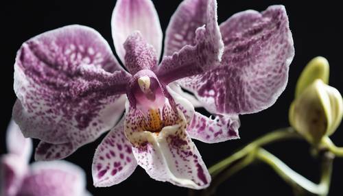 A close-up of an orchid composed of digital pixels, set against a black background. Tapeta [b8d456c2b52d4ef5ae11]