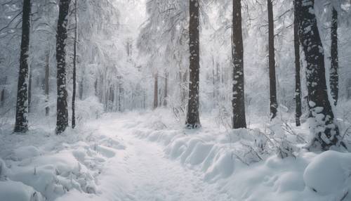 Ruhiger weißer Wald, bedeckt mit starkem Schneefall Hintergrund [8df76daeca824920b071]