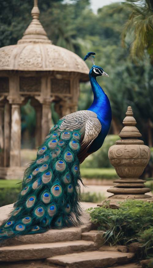 Ein königsblauer Pfau stolziert durch einen alten indischen Garten.