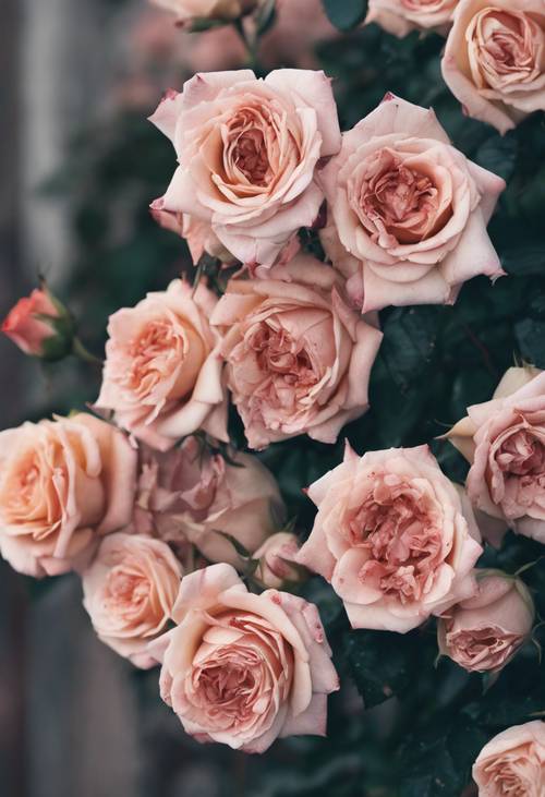 曾经鲜艳的玫瑰如今渐渐褪色，变成了哀伤的灰色。