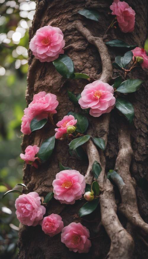 An ancient, gnarled camellia trunk, with vibrant flowers blooming on its branches.