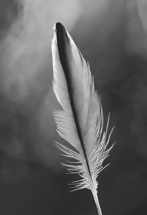 Une image en noir et blanc d’une plume d’oiseau.