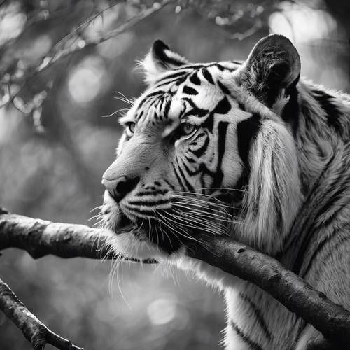A lofty black and white tiger on a tree branch, surveying its kingdom with its fierce gaze.