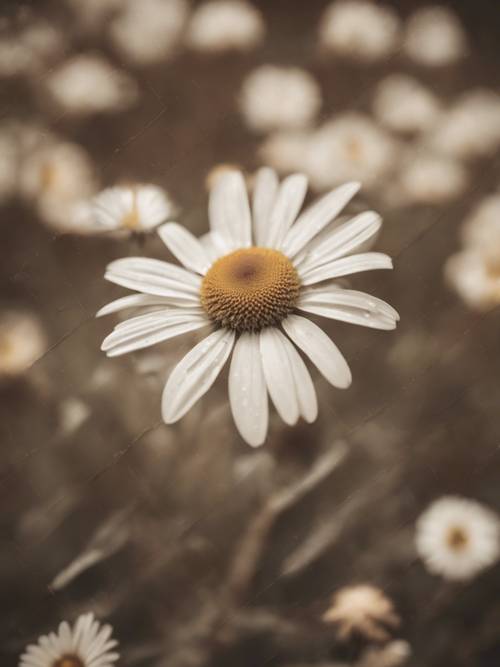 A close-up shot of a detailed vintage daisy with a retro sepia tone.