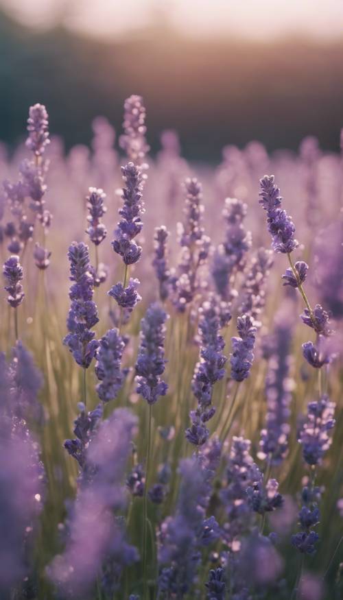 Ladang lavender yang sedang mekar dengan taburan lembut kilau warna-warni.