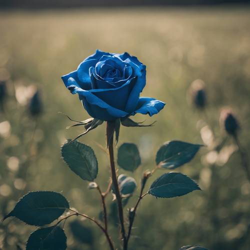 Eine frisch erblühte blaue Rose thront hoch über einem grünen Feld.