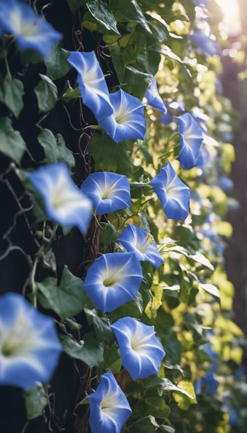 A blue and white morning glory vine climbing up a garden wall