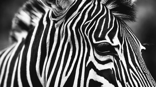 Um close em preto e branco de uma zebra, uma citação sobre singularidade e individualidade aninhada entre suas listras.