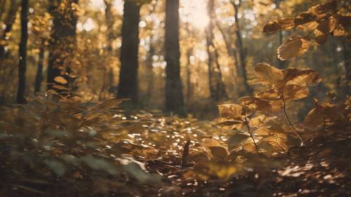 A calm, tranquil forest bathed in warm sunlight with 'I find peace within' visible amongst the rustling leaves.