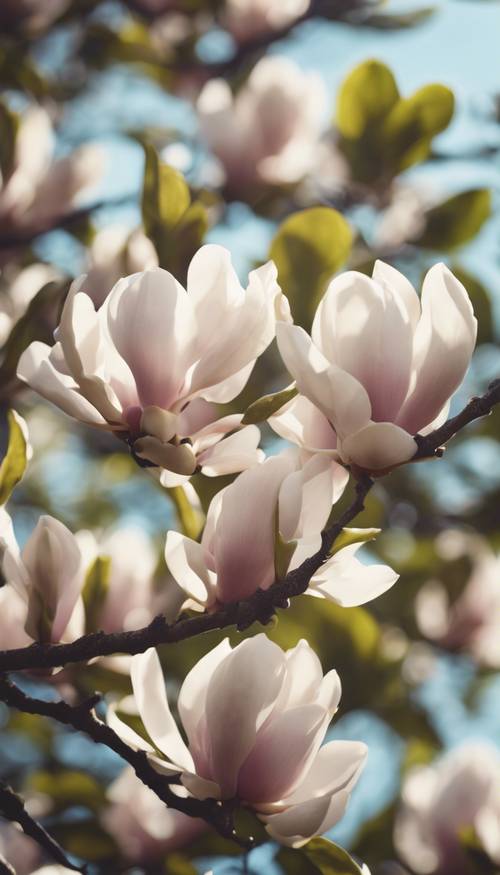 Pohon magnolia besar yang diterangi matahari di taman hijau subur, dipenuhi bunga-bunga yang bermekaran.